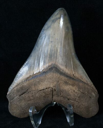 Serrated Megalodon Tooth - Virginia #15880